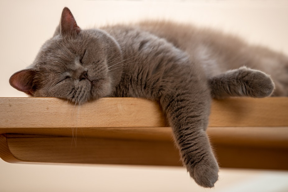 Grijze kat die in bed slaapt