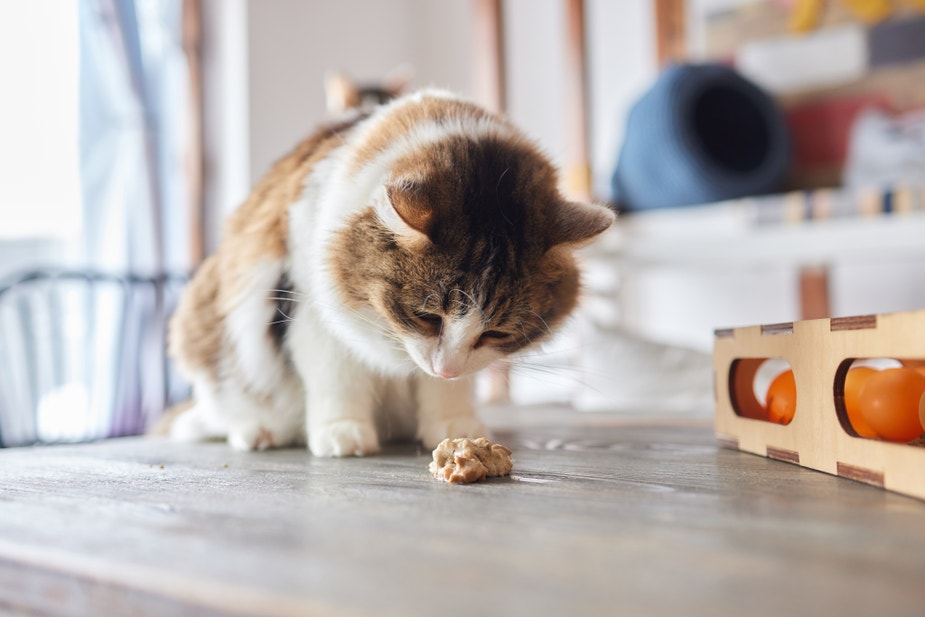Chat tricolore penché sur une petite flaque de vomi sur une surface en bois.