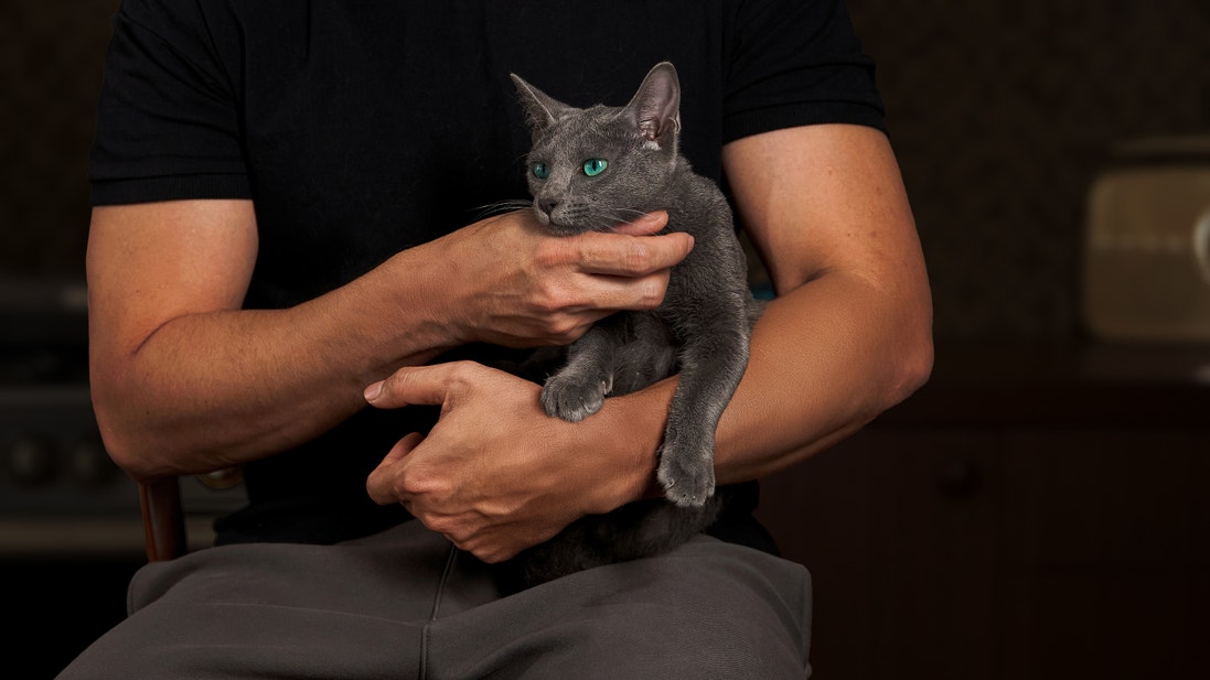 Un homme tient un chat gris aux yeux verts.