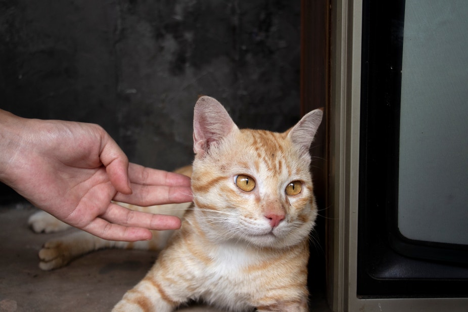 Un chat roux se fait caresser et regarde ailleurs.