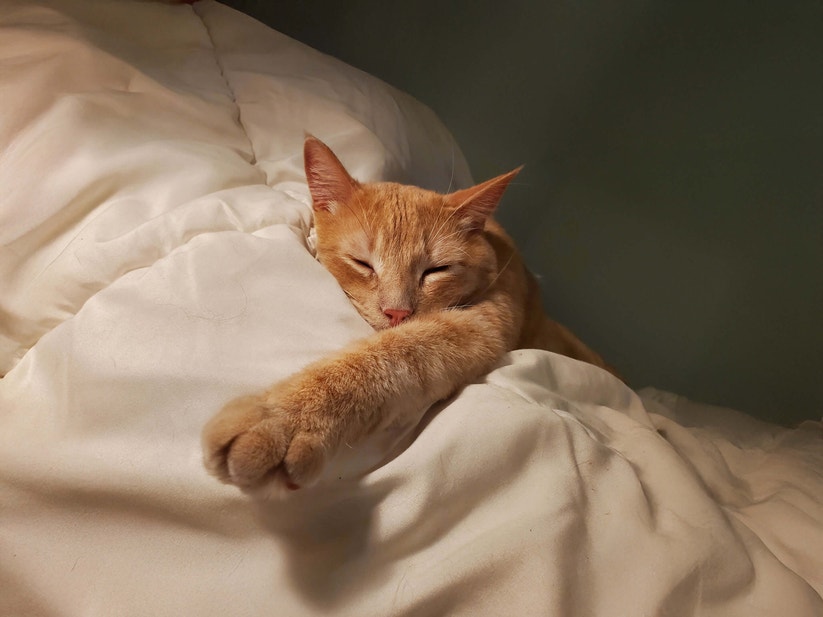 Orange Cat Sleeping