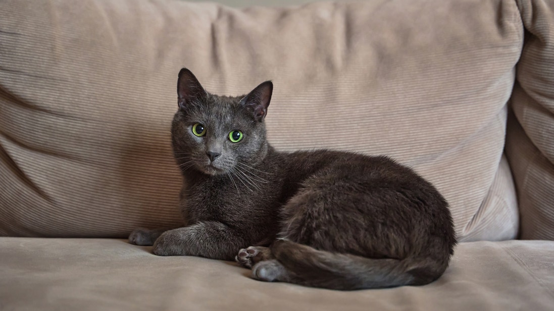 Chat gris aux yeux verts allongé sur un canapé beige