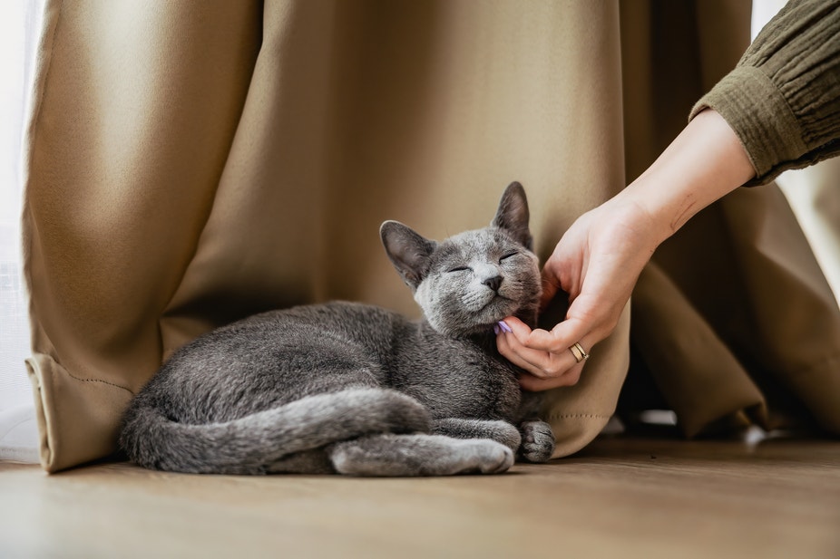 Chat gris couché au sol profitant d’une caresse sous le menton près d’un rideau beige