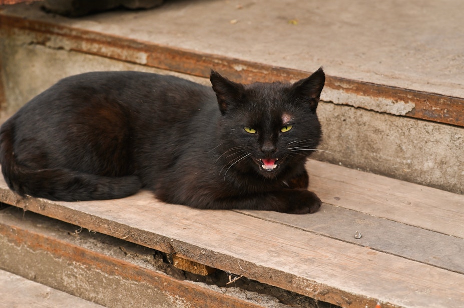 Un chat noir en colère. Le chat grogne.