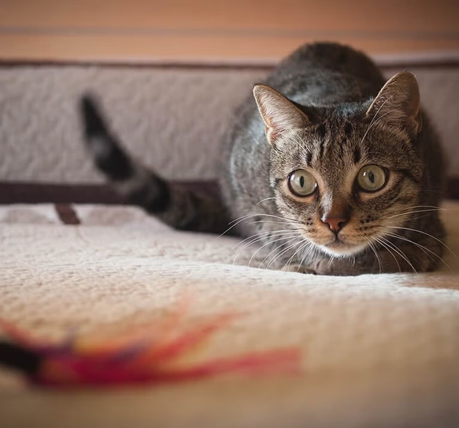petit chat écaille de tortue aux grands yeux
