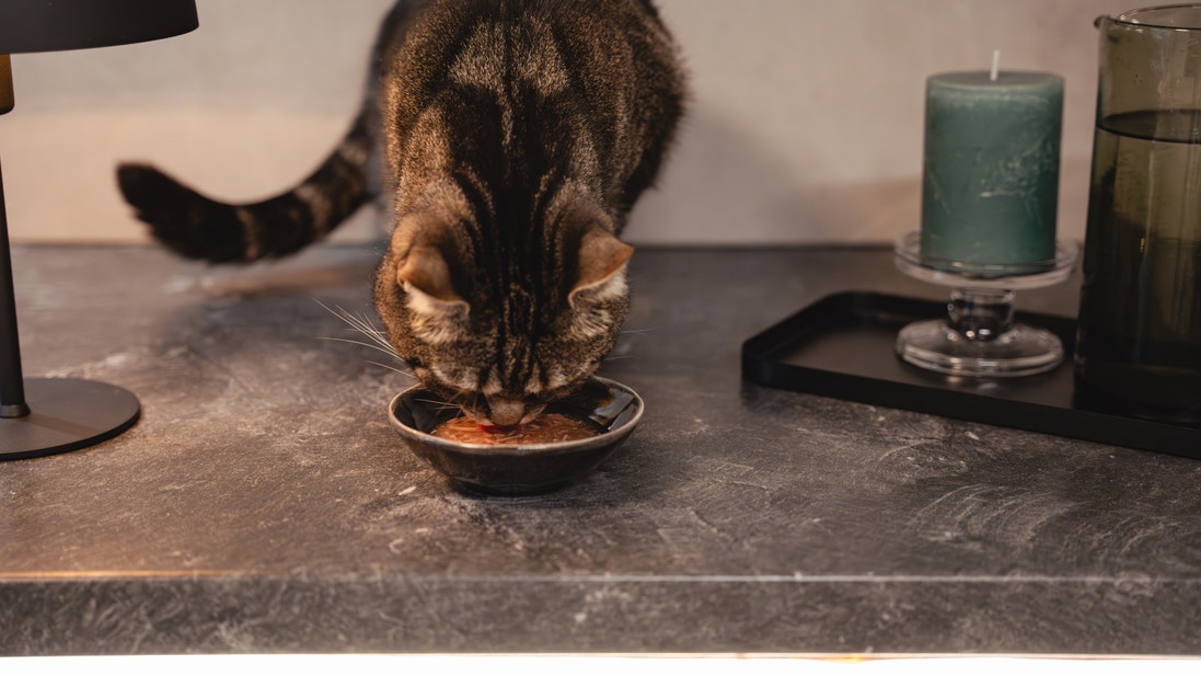 Kater met donker gestreepte vacht die op een aanrecht uit een klein zwart bakje natvoer eet