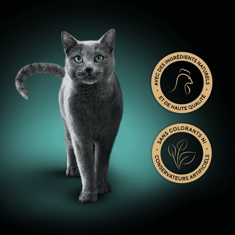 SHEBA® Soupe Aux Filets De Poulet 4 x 40g image 1